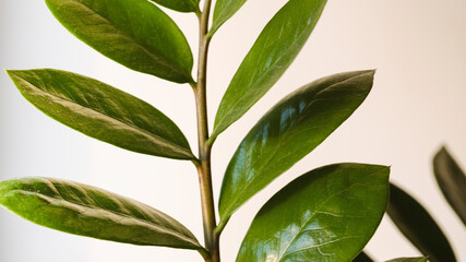 Close-up leaves of Zamokulcas plant. Zamiokulcas plant in flower pot standing on a white background. Modern minimal creative home decor concept, garden room