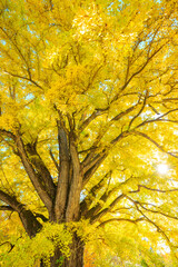 yellow Ginkgo tree