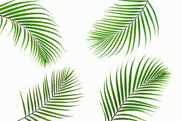leaves of palm isolated on white background for design elements, tropical leaf, summer background