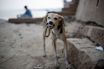 a dog hunting fish,selective focus on subject, at ghat of varanasi,india