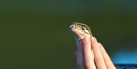 Tamed snake python in female hands close up