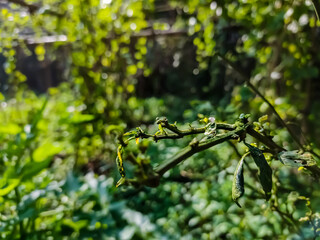 This is a old green chilli plant close-up shot in the winter morning.