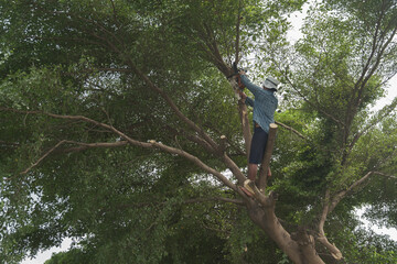 Gardener man is climbing big  tree and trimming branches with electric saw.