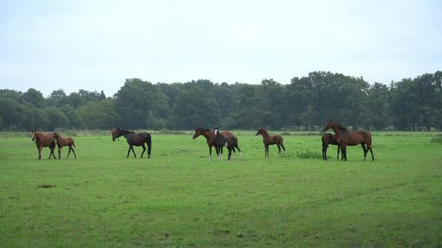 Pferdeherde mit ihren Fohlen auf einer Wiese