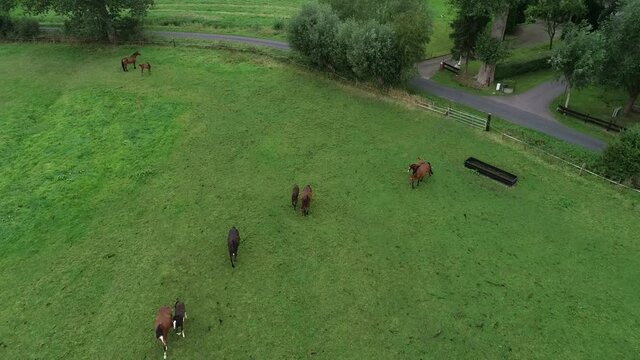 Pferdeherde mit ihren Fohlen auf einer Wiese