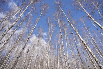 Bottom view of tree branches against blue sky in spring