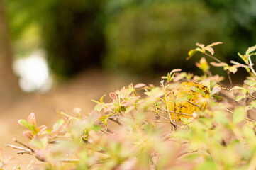 公園に秋の気配