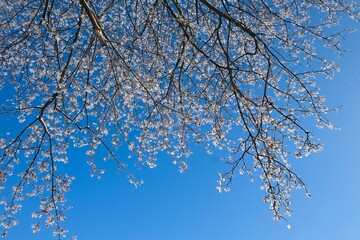 Snow covered tree branches against clear blue sky. Hoarfrost on the tree.