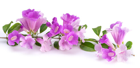 Fototapeta na wymiar Beautiful Violet Garlic vine flower isolated on white background, Branches of blooming Mansoa alliacea or Garlic vine on white background With clipping path.