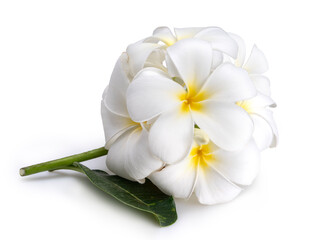 Fototapeta na wymiar Softly white plumeria flowers isolated on White background, Frangipani flower isolated white background