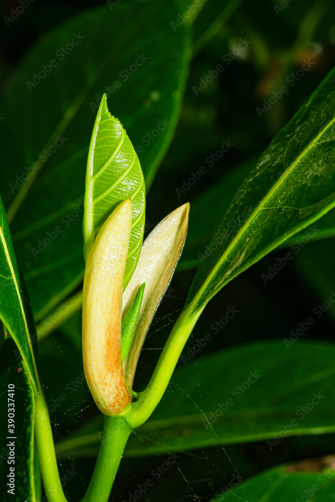 Poster Top of the jackfruit tree