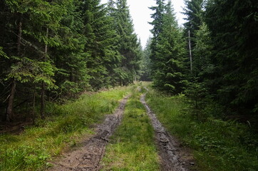 Empty dirt road in pine  forest after the rain in the mountains. Carpathians, Ukraine.