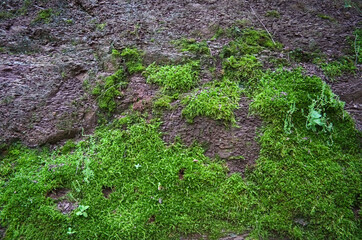 Green moss texture on the rock in a forest