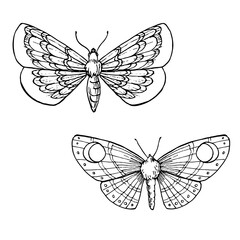 Hand drawn vector illustration of moths. Magical outline clipart of insect for logo, print, card, textil design. Alchemy, magic, esoteric, occult.