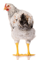 back side of one white chicken isolated on white background, studio shoot