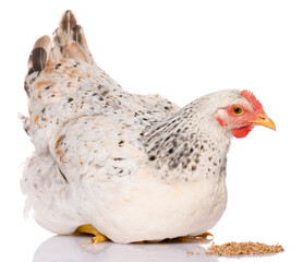 one white chicken pecking grains, isolated on white background, studio shoot
