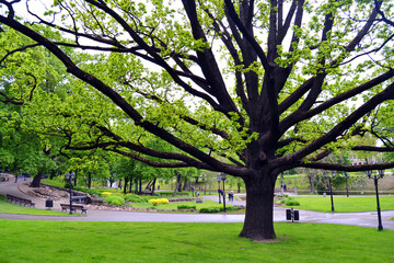 Fototapeta na wymiar Beautiful old tree in Bastejkalna park in summer time, Riga, Latvia