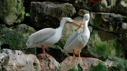white pelican in the wild