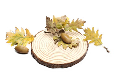 Acorns and dry autumn oak leaves with wood stump intersection, seasonal decoration for Christmas and New Year isolated on white background
