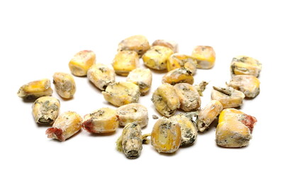 Moldy corn kernels isolated on white background, Aflatoxin - Aspergillus flavus and Aspergillus...