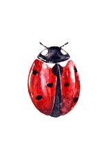 Watercolor drawing of red ladybug isolated on the white background. Handmade illustration of lady beetle.