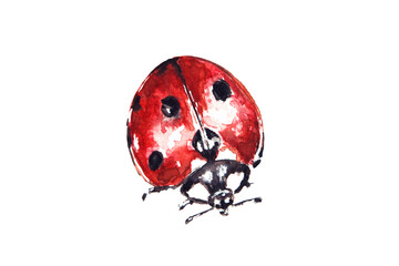 Watercolor drawing of red ladybug isolated on the white background. Handmade illustration of lady beetle.