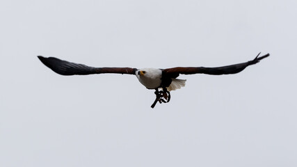 Ein Schreiseeadler gleitet frontal am Himmel