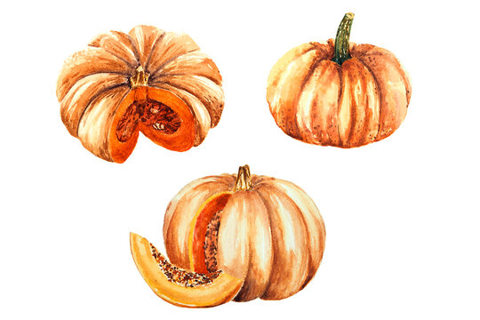 Watercolor drawing of pumpkins isolated on the white background. Handmade illustration of red pumpkins.