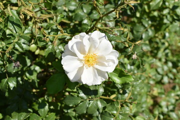 white flowers in the garden