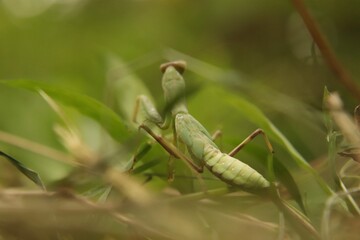 
Praying mantis beetle in its natural environment, close-up.