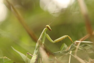 
Praying mantis beetle in its natural environment, close-up.