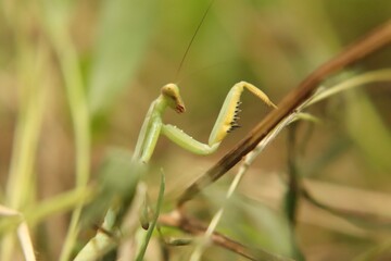 
Praying mantis beetle in its natural environment, close-up.