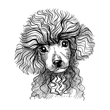 Portrait of a small dog, poodle puppy. Hand-drawn sketch with black and white pen, realistic vector illustration. Isolated background.