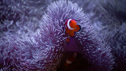 coral, nemo, travel, sea, fish, 