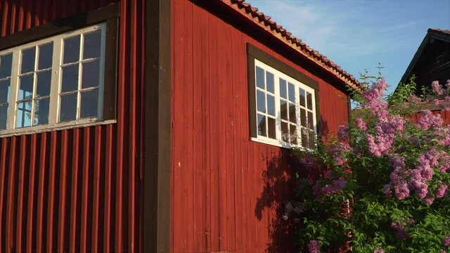 Red wooden facade with white window frame. Typical Swedish land house on the countryside. Flowers on wall in summer light. Smooth gimbal shot of cabin cottage