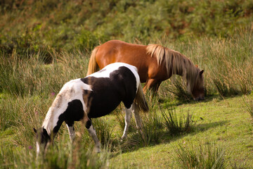 horses eating in the meadow