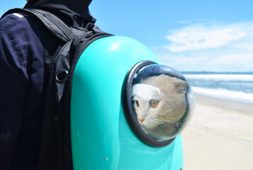 Cat backpack carrier with with transparent window for a walk, travelling with pets concept.