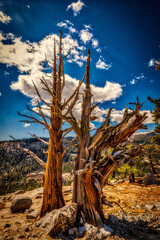 alter toter Baum im Yosemite National Park