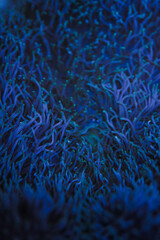 coral, nemo, travel, sea, fish, 