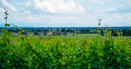 Fototapeta na wymiar Nature background with vineyard in summer season. Vineyard landscape at sunlight. New leaves sprouting at the beginning of spring on a trellis vine growing in bordeaux vineyard.