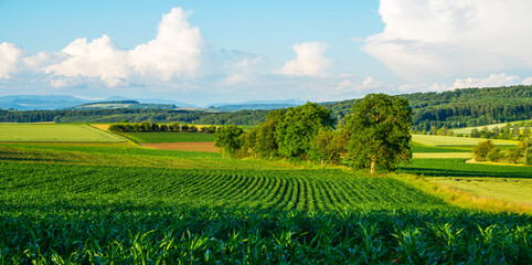Obraz na płótnie Canvas Idyllic rural view of farmland in the beautiful surroundings near Mulhouse in eastern France, close to the Swiss and German borders. Fields and wonderful blue sky, panoramic view with shadows.