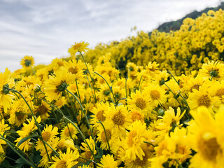 Yellow Chrysanthemums are blooming in the garden