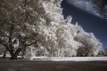 infrared photo of summer trees