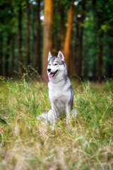 A young Siberian Husky sitting in a green grass in a forest. She has amber eyes, grey and white fur. There are a lot of trees with brown trunks in the background.