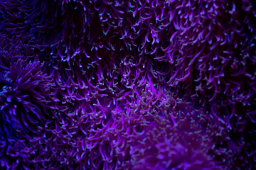 coral, nemo, travel, sea, fish, 