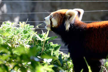 レッサーパンダ