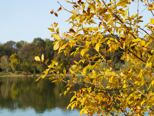 autumn landscape, tree leaves in the foreground, lake and colorful trees