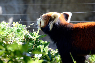 レッサーパンダ