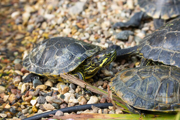 Trachemys scripta turtle with yellow belly and red ears. Wild turtle in nature on the beach flock