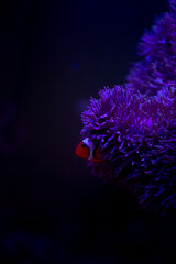 Fototapeta na wymiar coral, nemo, travel, sea, fish, 